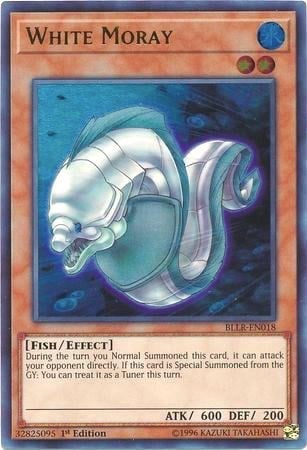 BLLR-018 · Murena Bianca / White Moray UR (ITA)